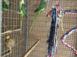 Breeding pair alexandrian
