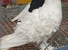White frill back pigeons for sale