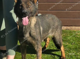 Beautiful sable german shepherd female