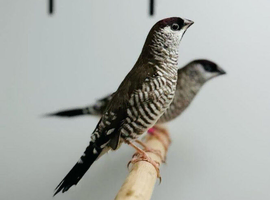 Plum-headed Finch