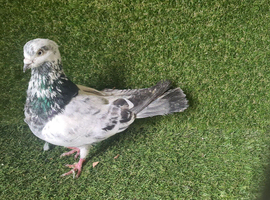 Male Pakistani highflyer