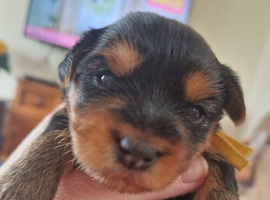 4 beautiful little puppys