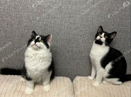 2 x neutered males brothers