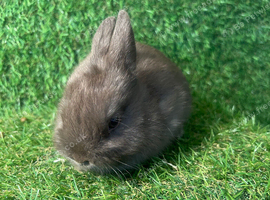 Chocolate Netherland dwarf