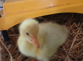 Embden goslings