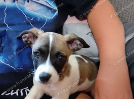 Jack russell puppy for sale