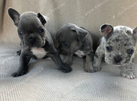 French bulldog puppys