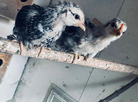 Pair of pekin bantam chickens