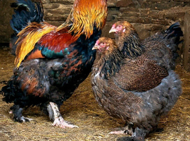 hatching eggs, dark brahma, gold brahma, cream legbar, buff orpington