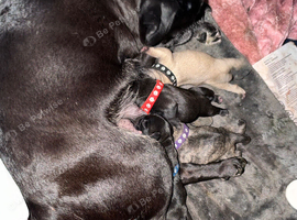 Frug puppies in time for Christmas