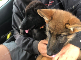 German Shepherds For Sale