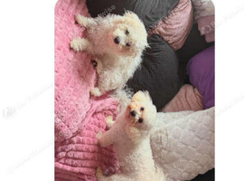 Adorable bichon frise puppies