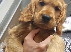 Show cocker spaniel