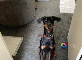 8 month old puppy Doberman for sale
