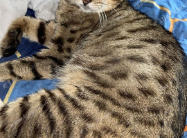 2 year old Bengal Milo