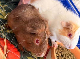 2 male boars babies