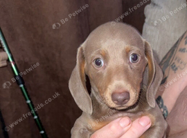 Daschund Bitch for sale