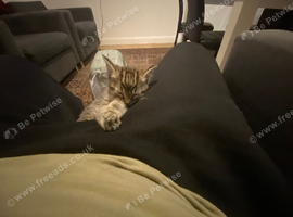 Adorable Tabby kitten