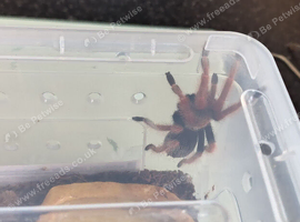 Giant Brazilian white knee / Mexican fireleg