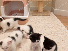 Kittens ready for their forever home