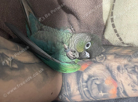 Torquise conure looking for a new home