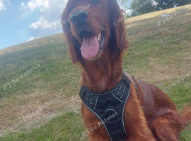 Irish red setter