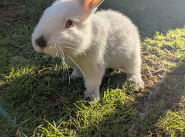 Californian x rabbits