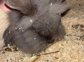 Lion head rabbit