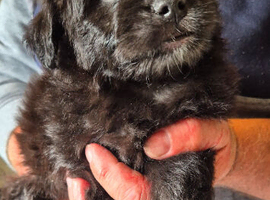 FRENCH BULLDOG X POODLE