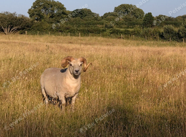 2 proven, lovely Shetland rams for sale