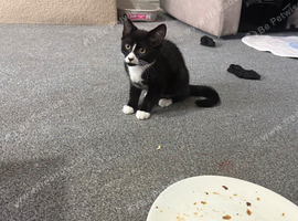 Tuxedo
