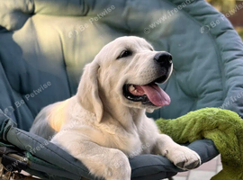Pet/guardian home