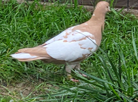Meulemans
