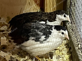 A pair of Chinese Painted Button quail