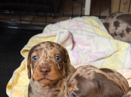 BEAUTIFUL MINIATURE DACHSHUND PUPPIES