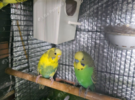 Beautiful breeding Pair of budgies