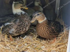 Pair of 2026 unrelated Pied Mallard Call ducks