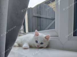 Turkish angora x Ragdoll kitten