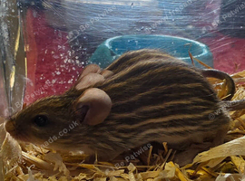 African striped mice/Zebra mice trio