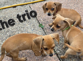 Chiweenie