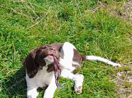 Gorgeous English Springer Spaniel Puppies