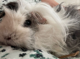 Wanted female companion for my lonely guinea pig.