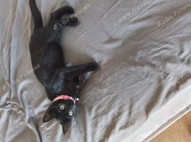 Kitten