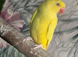Full yellow 8 and a half months female lutino ring neck