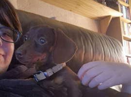 Miniature dachshund