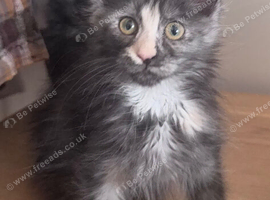Maine coon kittens