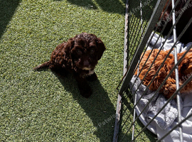 Cockapoo puppies