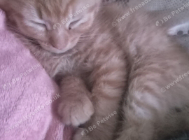 Ginger female kitten