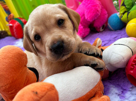 KC Labrador Puppies