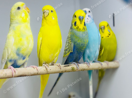 Baby budgies